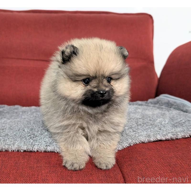 販売中の愛知県のポメラニアン-430410の4枚目