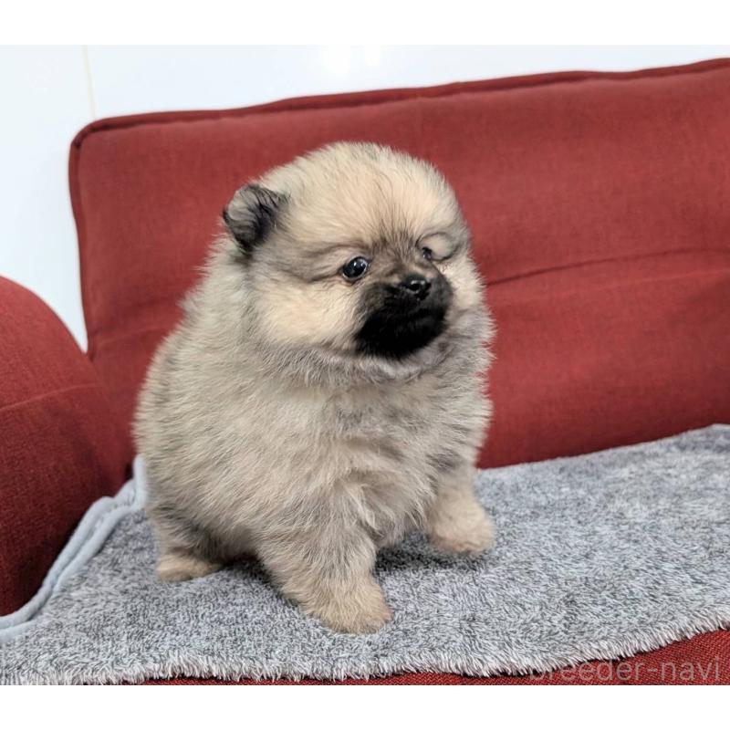 販売中の愛知県のポメラニアン-430410の3枚目