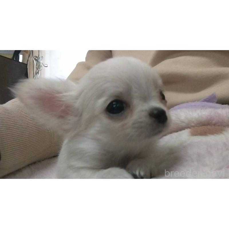 販売中の愛知県のチワワ(ロングコート)-425674