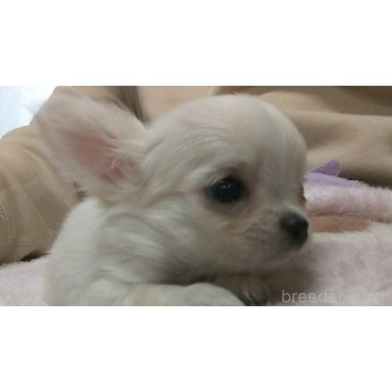 販売中の愛知県のチワワ(ロングコート)-425674の2枚目