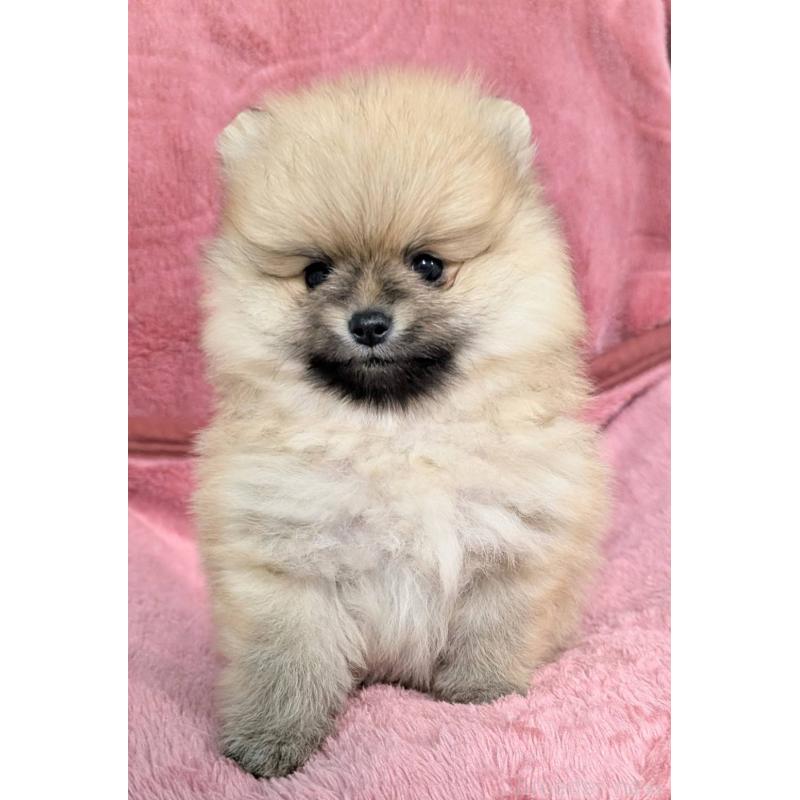 販売中の愛知県のポメラニアン-430411の7枚目