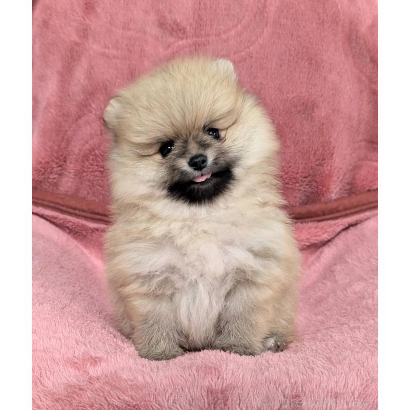 販売中の愛知県のポメラニアン-430411