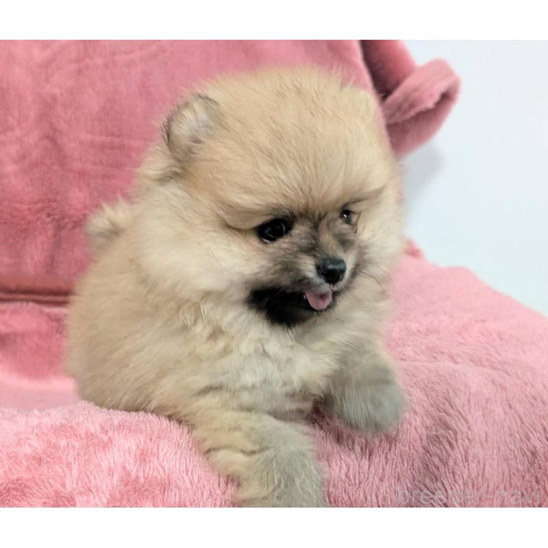 販売中の愛知県のポメラニアン-430411の3枚目