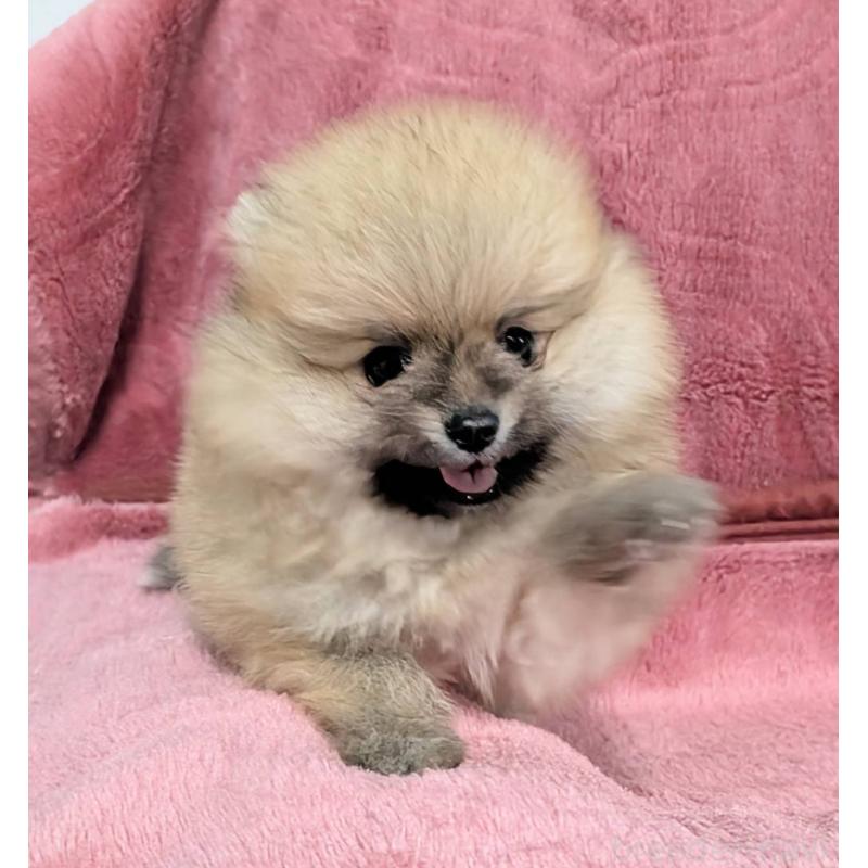 販売中の愛知県のポメラニアン-430411の2枚目