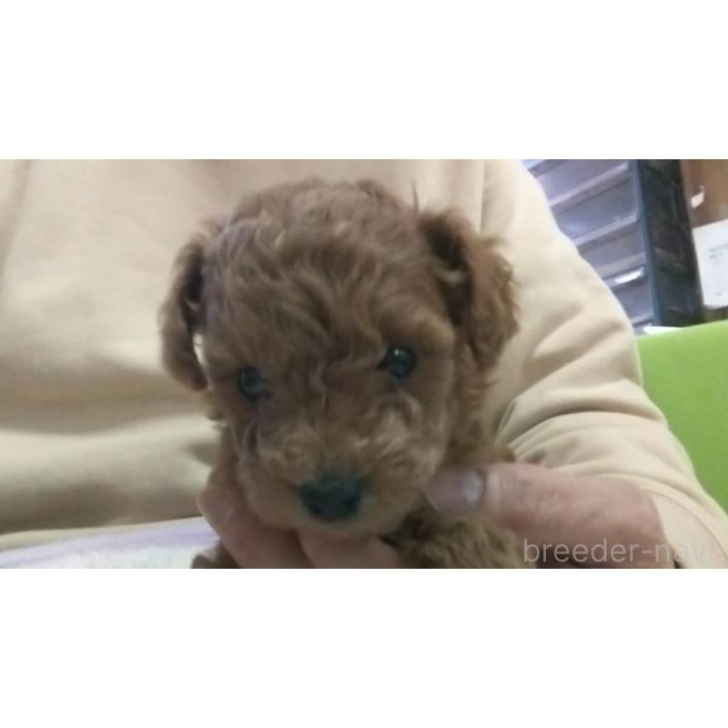 販売中の愛知県のトイプードル-425638の3枚目