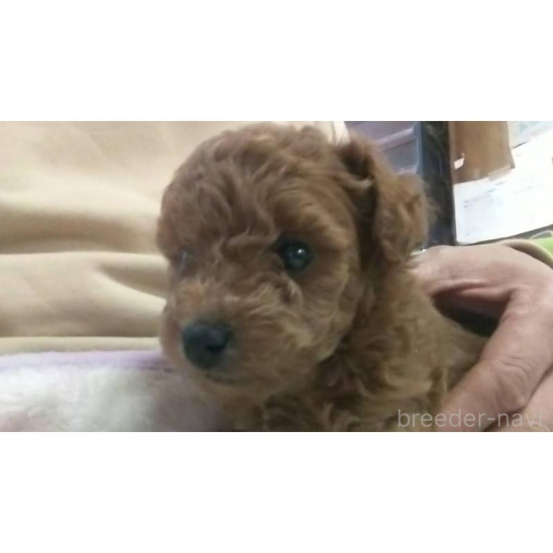 販売中の愛知県のトイプードル-425638の4枚目