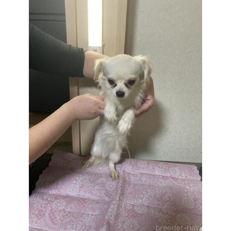 販売中の千葉県のチワワ(ロングコート)-409192の15枚目