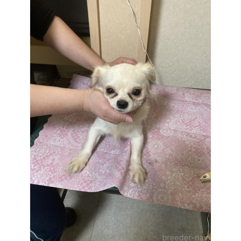 販売中の千葉県のチワワ(ロングコート)-409192の14枚目