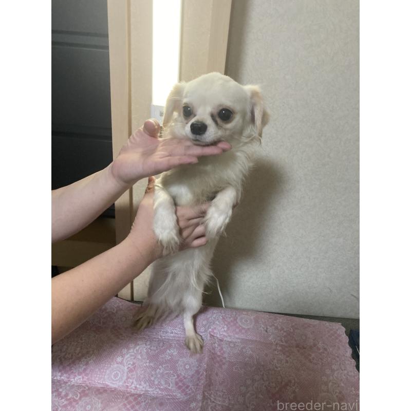 販売中の千葉県のチワワ(ロングコート)-409192の13枚目