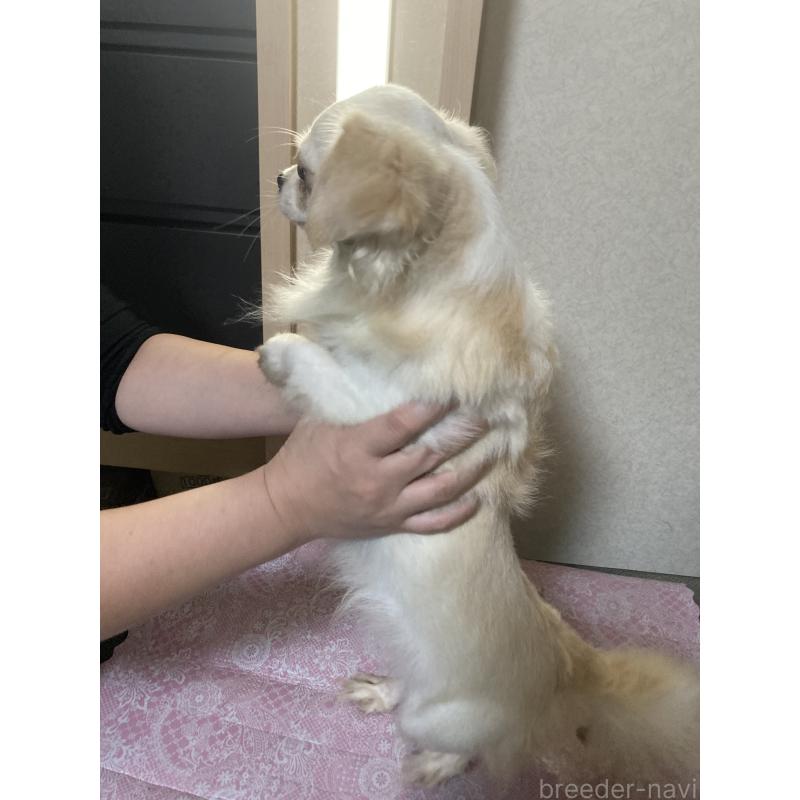 販売中の千葉県のチワワ(ロングコート)-409192の12枚目