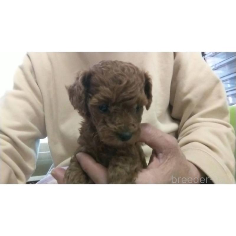 販売中の愛知県のトイプードル-425643の6枚目