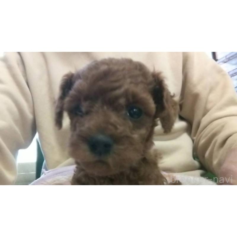 販売中の愛知県のトイプードル-425643の5枚目