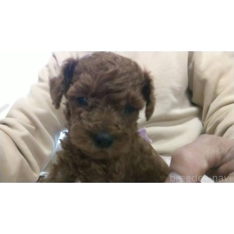 販売中の愛知県のトイプードル-425643