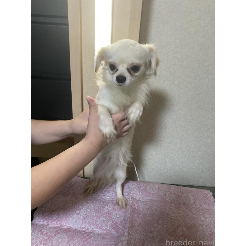 販売中の千葉県のチワワ(ロングコート)-409192の11枚目