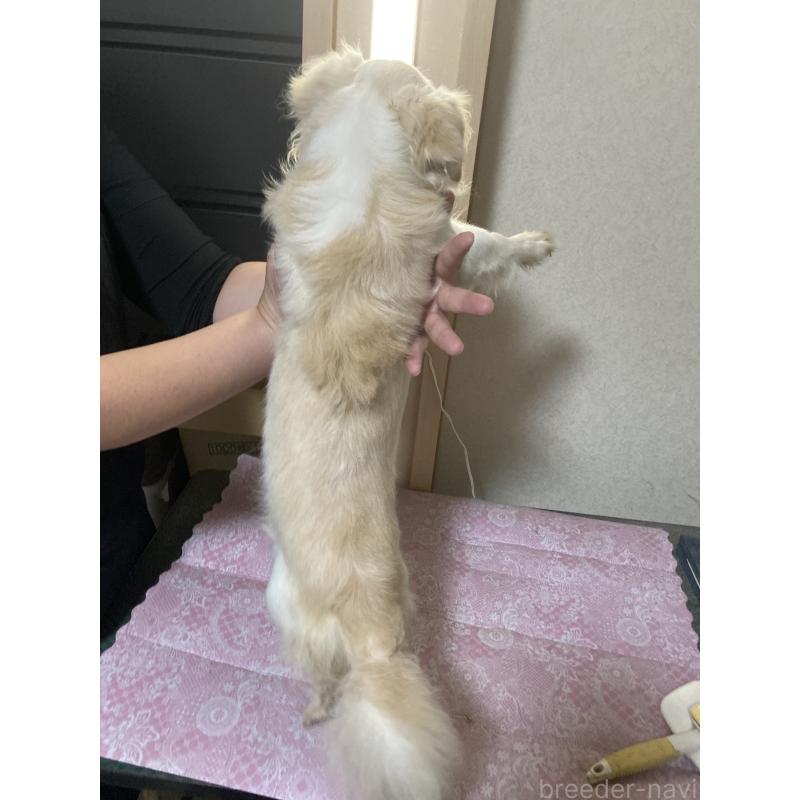 販売中の千葉県のチワワ(ロングコート)-409192の9枚目