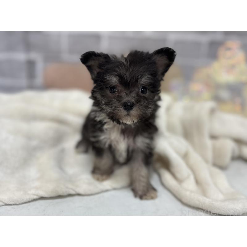 販売中の東京都のミックス犬-430422の9枚目