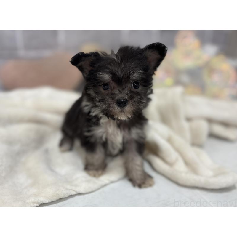 販売中の東京都のミックス犬-430422の8枚目