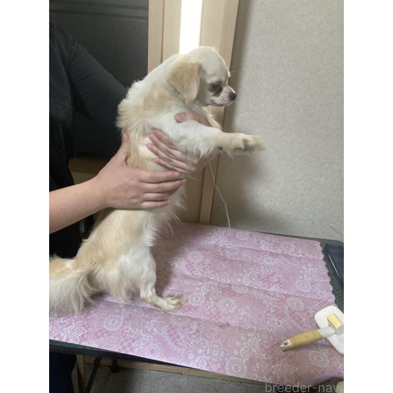 販売中の千葉県のチワワ(ロングコート)-409192の8枚目