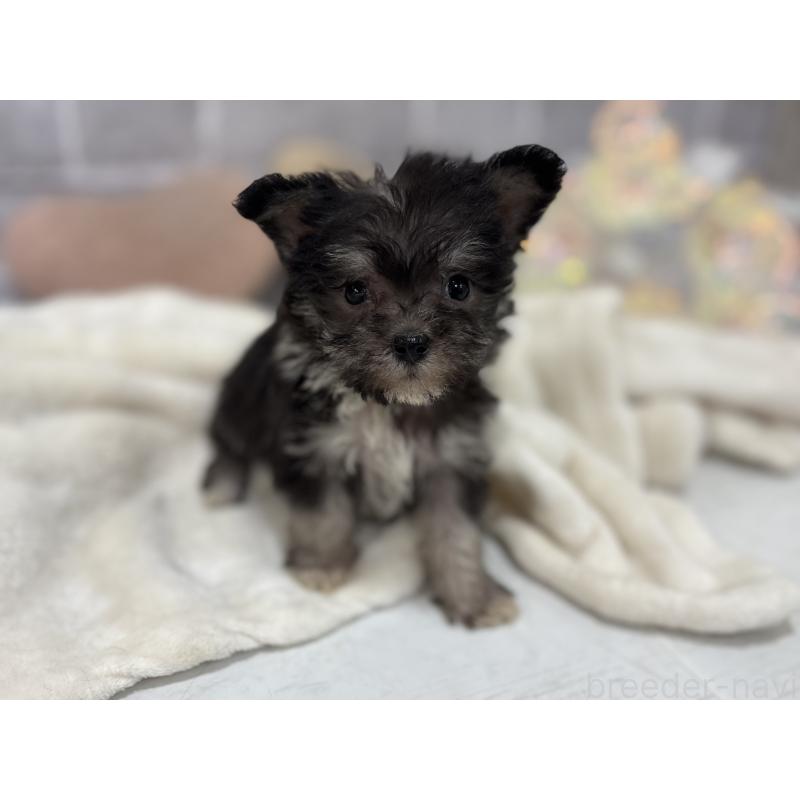 販売中の東京都のミックス犬-430422の7枚目