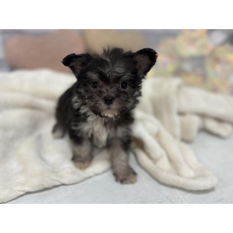 販売中の東京都のミックス犬-430422の6枚目