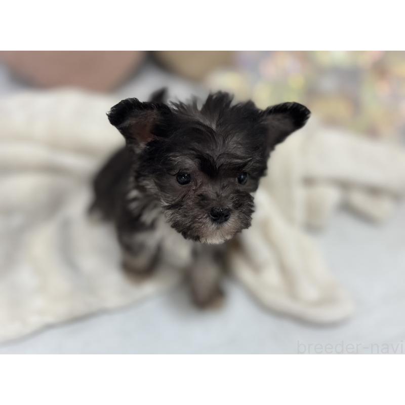 販売中の東京都のミックス犬-430422の5枚目