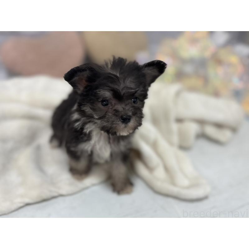 販売中の東京都のミックス犬-430422の4枚目