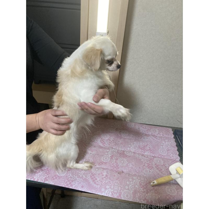 販売中の千葉県のチワワ(ロングコート)-409192の7枚目