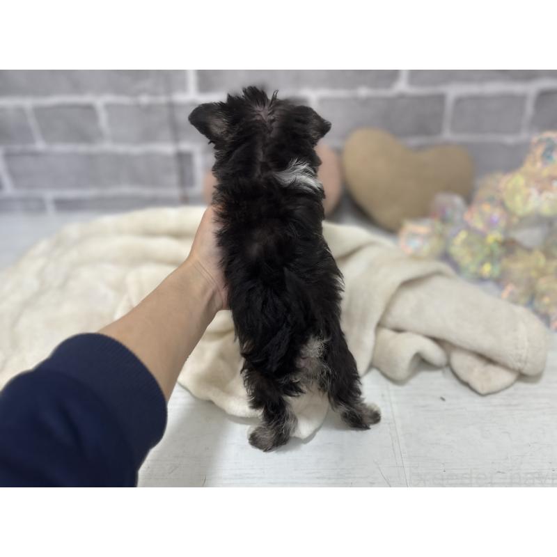 販売中の東京都のミックス犬-430422の3枚目