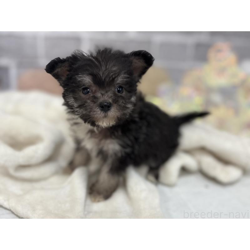 販売中の東京都のミックス犬-430422の2枚目