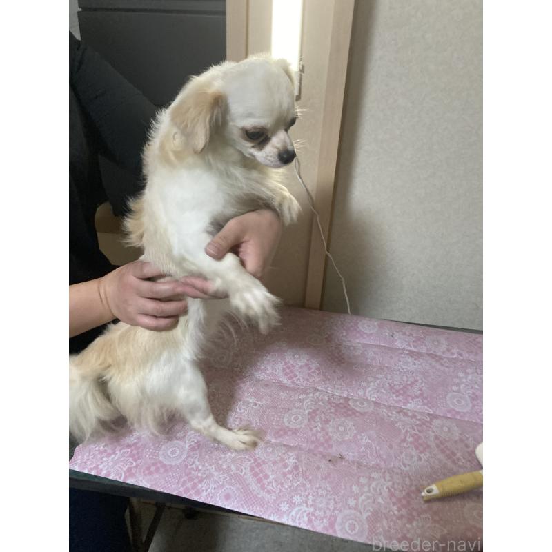 販売中の千葉県のチワワ(ロングコート)-409192の6枚目