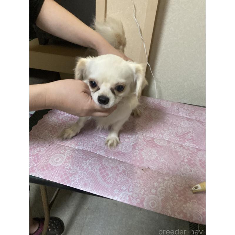 販売中の千葉県のチワワ(ロングコート)-409192の5枚目