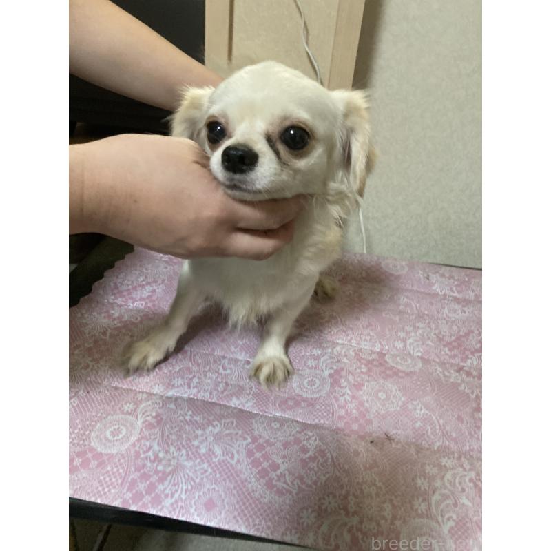 販売中の千葉県のチワワ(ロングコート)-409192の4枚目