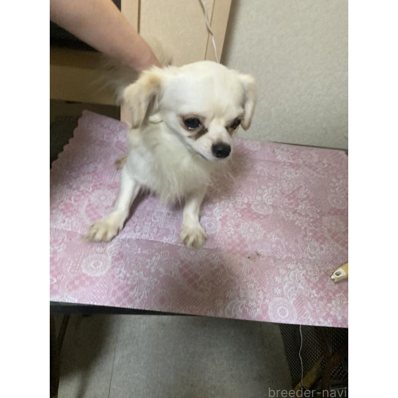 販売中の千葉県のチワワ(ロングコート)-409192の3枚目