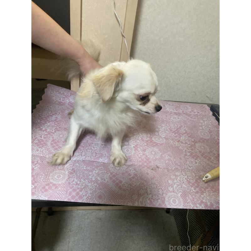 販売中の千葉県のチワワ(ロングコート)-409192の2枚目