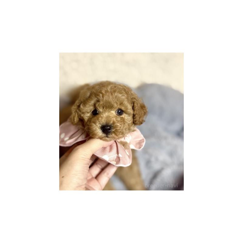 販売中の福岡県のトイプードル-430426の4枚目