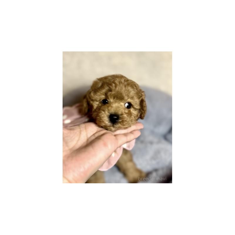 販売中の福岡県のトイプードル-430426の3枚目