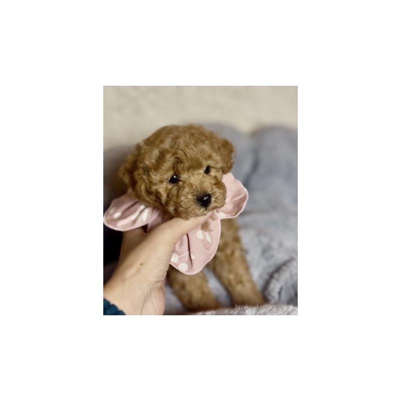 販売中の福岡県のトイプードル-430426の2枚目