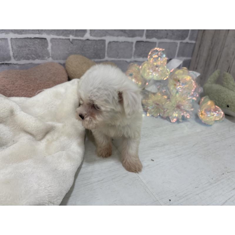 販売中の東京都のミックス犬-430428の12枚目