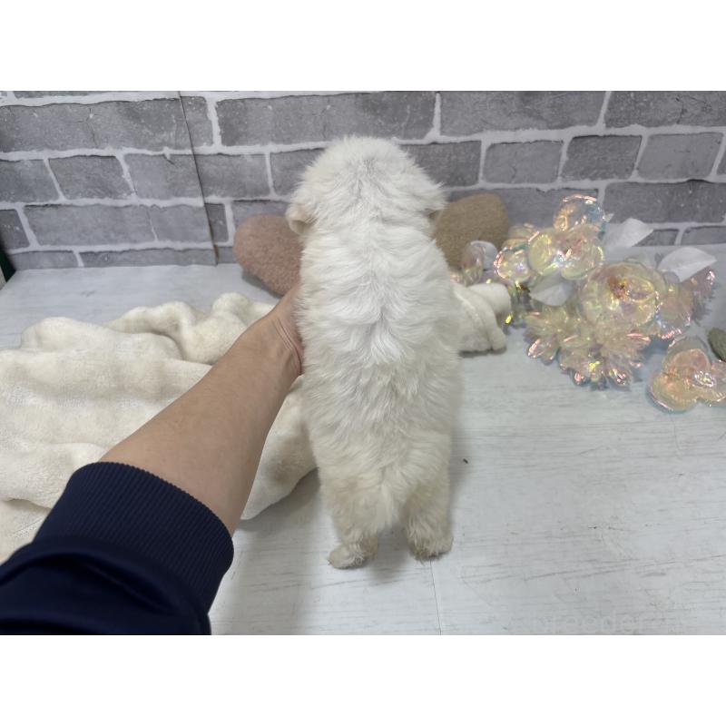 販売中の東京都のミックス犬-430428の11枚目