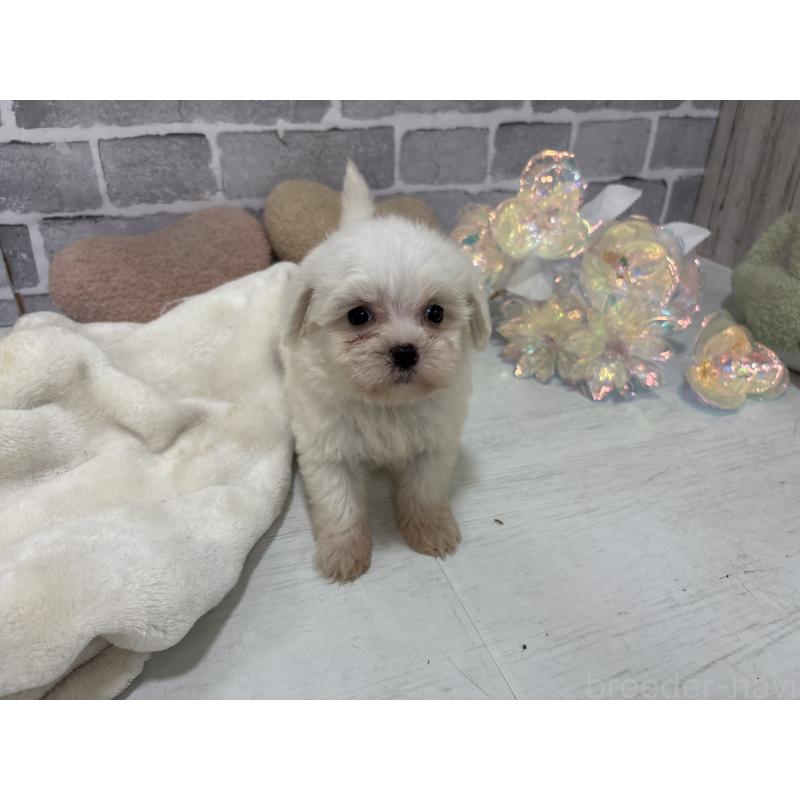 販売中の東京都のミックス犬-430428の10枚目