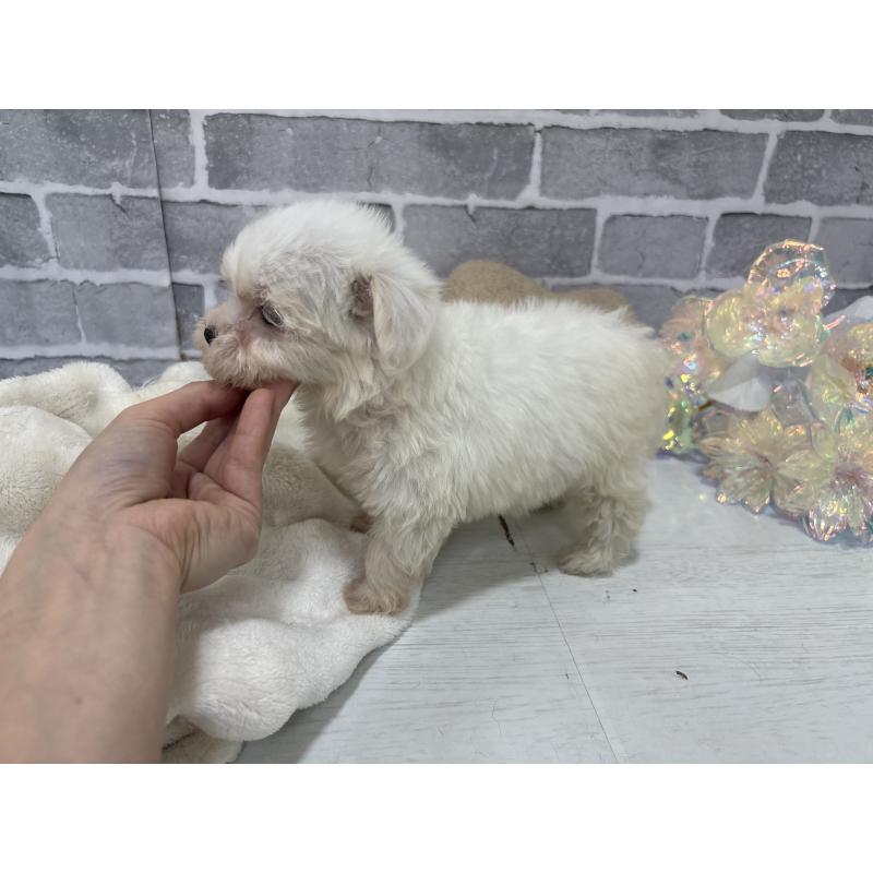 販売中の東京都のミックス犬-430428の9枚目