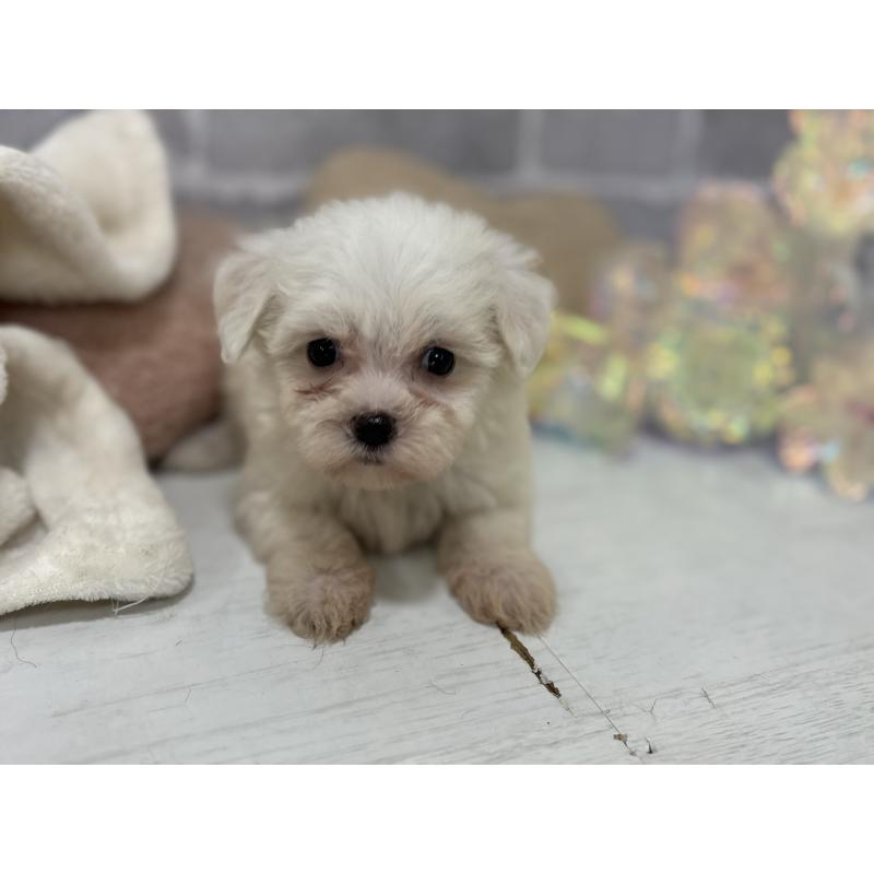 販売中の東京都のミックス犬-430428の8枚目