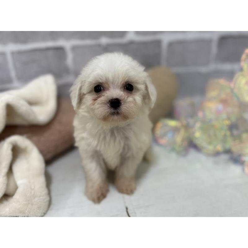 販売中の東京都のミックス犬-430428の7枚目