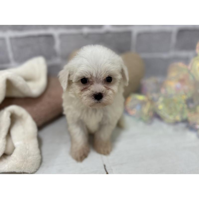 販売中の東京都のミックス犬-430428の6枚目