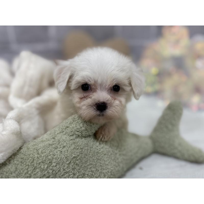 販売中の東京都のミックス犬-430428の5枚目