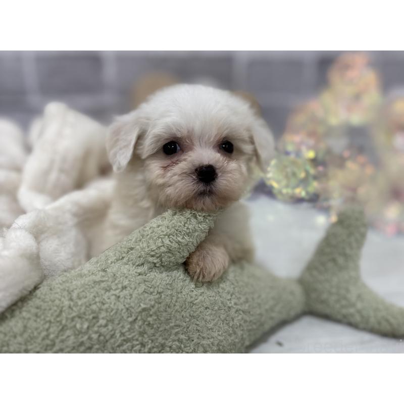 販売中の東京都のミックス犬-430428の4枚目