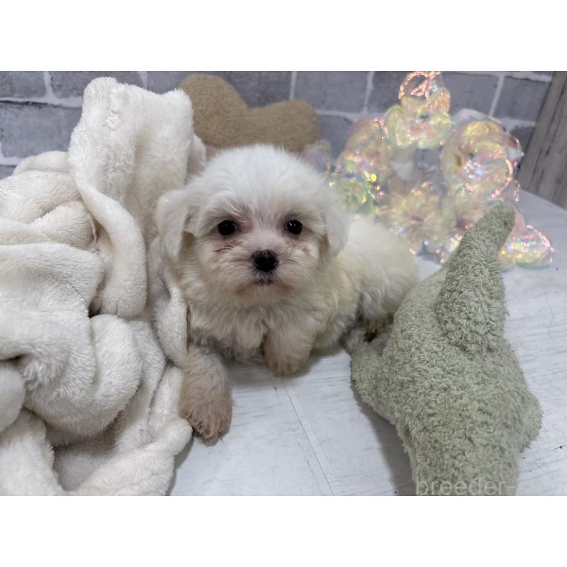 販売中の東京都のミックス犬-430428の3枚目