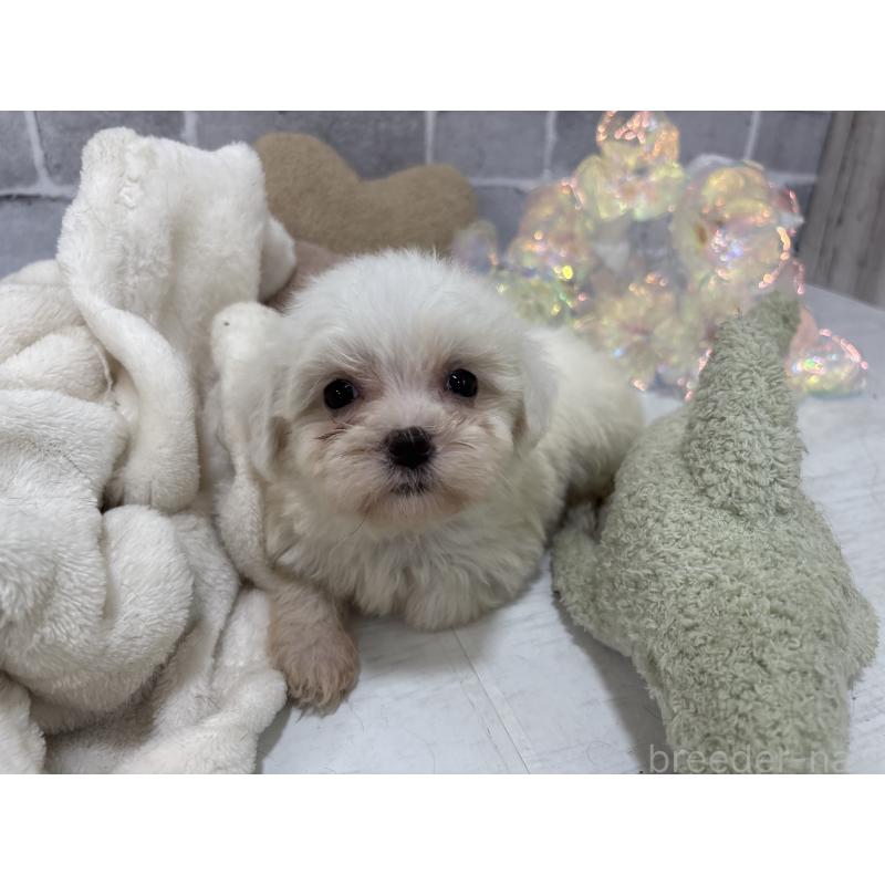 販売中の東京都のミックス犬-430428の2枚目