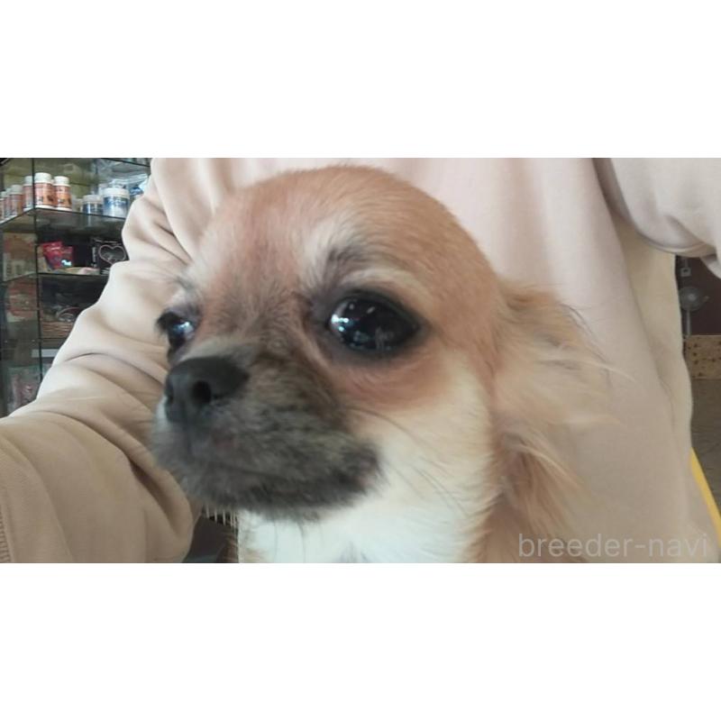 販売中の愛知県のチワワ(ロングコート)-400705