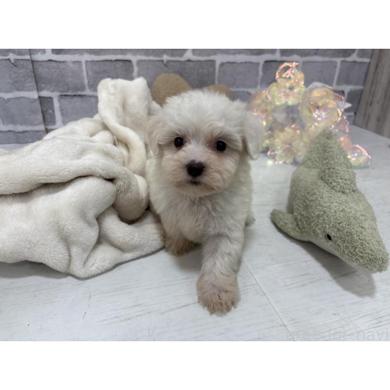 販売中の東京都のミックス犬-430434の14枚目